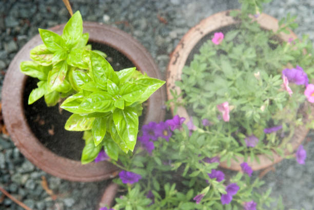 istock Small herb and flower garden plant on a patio 1144762149