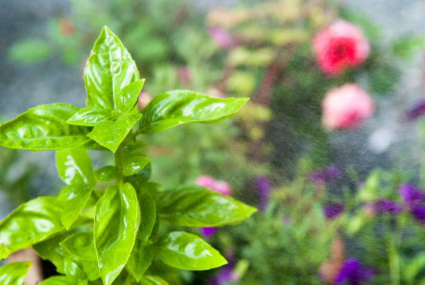 Fresh herbs plant. Basil growing in the garden