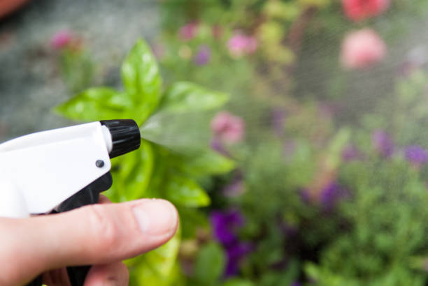 istock Watering plants in the garden with a spray 1144762893