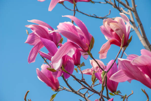 istock Magnolia tree in blossom. beautiful purple flower. 1144763009