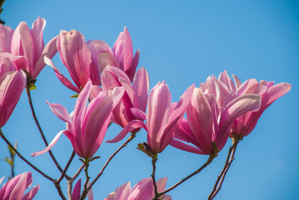 istock Magnolia tree in blossom. beautiful purple flower. 1144763035