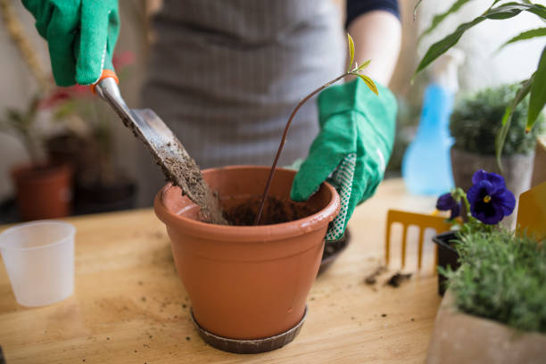 piantare un albero di avocado - planting tree human hand women foto e immagini stock