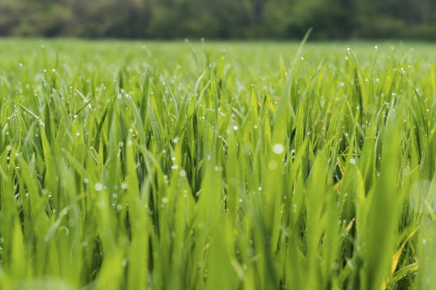 Freshness in the Nature. A close-up of growing wheat in an agricultural field.