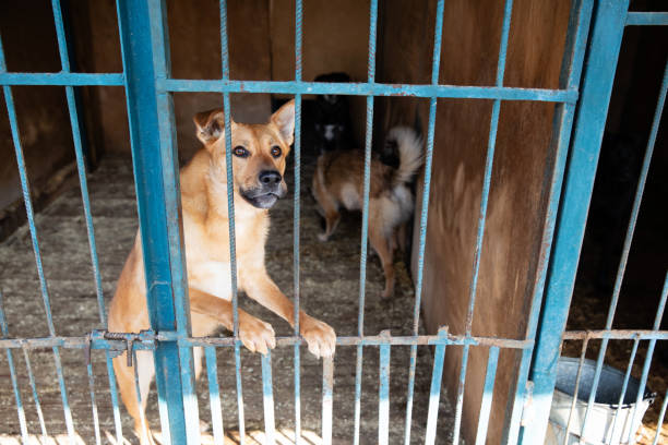 istock Cage for dogs in animal shelter 1144765059