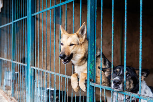 istock Cage for dogs in animal shelter 1144765128