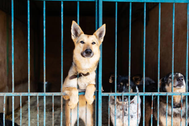 istock Cage for dogs in animal shelter 1144765154