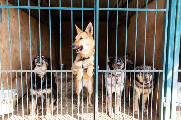istock Cage for dogs in animal shelter 1144765177