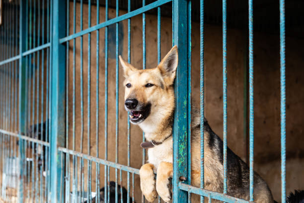 istock Cage for dogs in animal shelter 1144765198