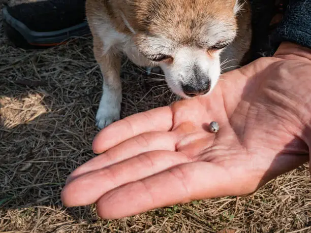 Photo of The tick engorged with blood moves on the man hand close up, swollen tick stirs in the palm of a man removed from the dog. The dog sniffs a tick that has been removed from its body