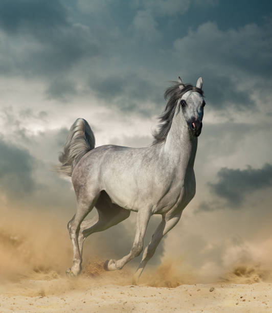 istock Beautiful arab horse in desert running wild 1144767700