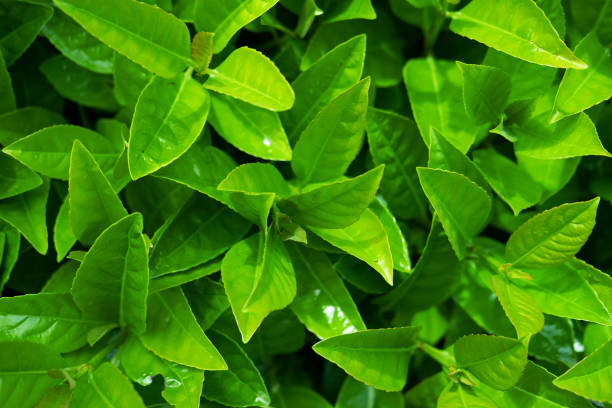 istock Green fern Leafs in garden background. 1144769080