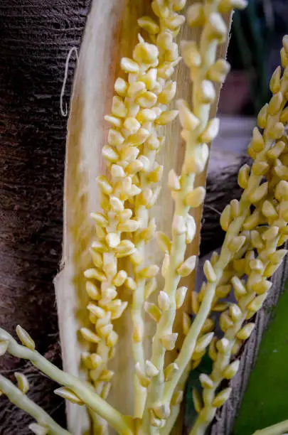 Photo of Coconut flower on tree