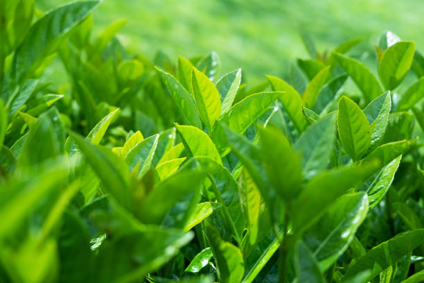 istock Green fern Leafs in garden background. 1144770443