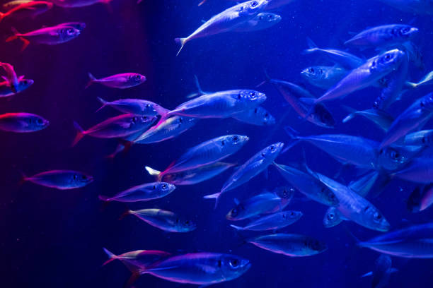 istock a flock of sea fish on a blue sea background 1144770531