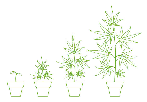 Growth stages of hemp potted plant. Marijuana phases set. Cannabis indica ripening. Infographic period. The life cycle. Weed Growing in a pot at home. Outline contour vector illustration. Growth stages of hemp potted plant. Marijuana phases set. Cannabis indica ripening period. The life cycle. Weed Growing. Infographic outline contour vector illustration. Medical cannabis in a pot. cultivated illustrations stock illustrations