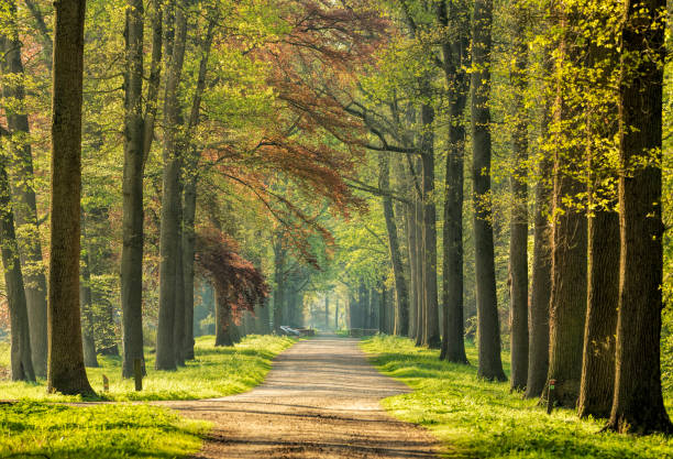 istock Beautiful Avenue with treelined footpath in springtime sunlight 1144772439