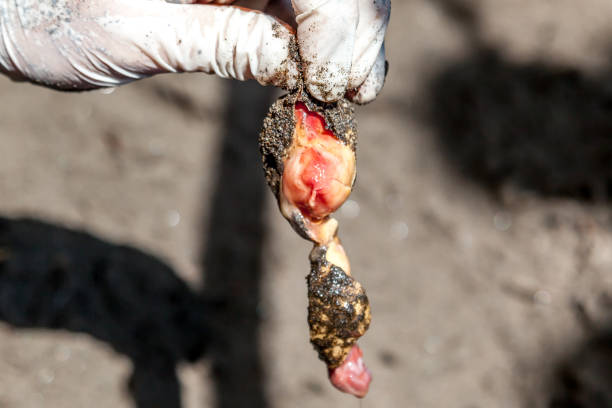 istock Close up of an Unhatched turtle egg in Costa Rica. 1144772722