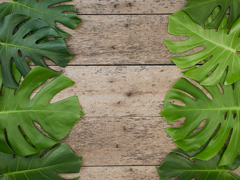Frame of tropical leaves Monstera on old wooden  background. space for text. flat lay, top view