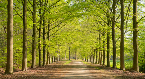 Beautiful Avenue with treelined footpath in springtime sunlight