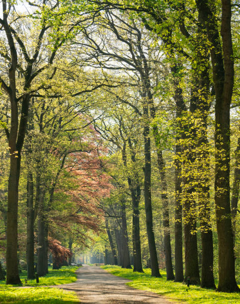 istock Beautiful Avenue with treelined footpath in springtime sunlight 1144772973