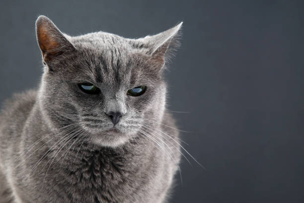 istock studio portrait of a beautiful grey cat on dark background 1144773388