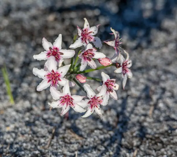 Photo of Hessea cinnamomea