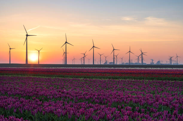 istock Tulips at sunrise 1144775966