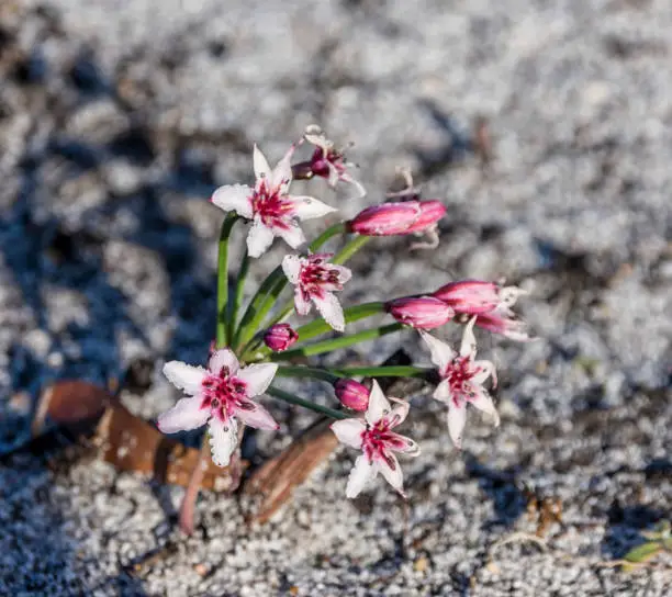 Photo of Hessea cinnamomea