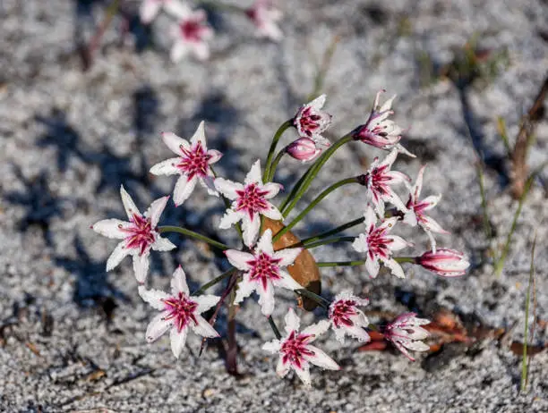 Photo of Hessea cinnamomea