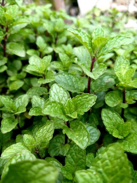 bild von minzpflanzen, die im kräutergarten wachsen, grüne speerminze/pfefferminzschießen und frische minzblätter foto, das draußen angebaut wird, bereit, geschnitten und gepflückt zu werden - mint liquor stock-fotos und bilder