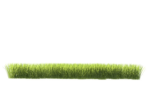 green grass on white background 3d render
