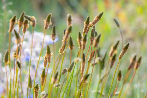 Plantago ovata (known as blond plantain, desert Indian wheat (इसबगोल) , blond psyllium) is a medicinal plant native to Western Asia and Southern Asia.