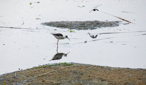 stelzen in llobregat delta auf der suche nach nahrung an einem regnerischen tag - himantopus himantopus mexicanus stock-fotos und bilder