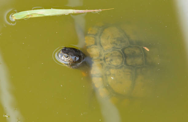 mauremys leprosa - invasive specie stock-fotos und bilder