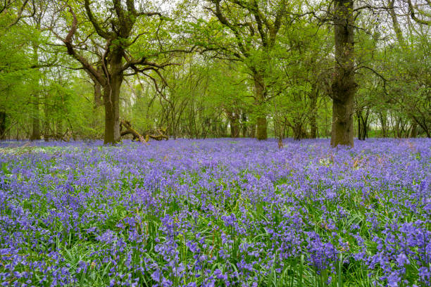 istock English Bluebell Wood 1144779193