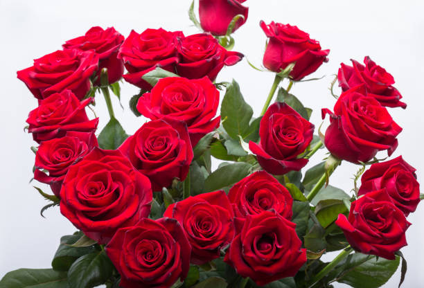 istock bouquet of blossoming dark red roses 1144779748