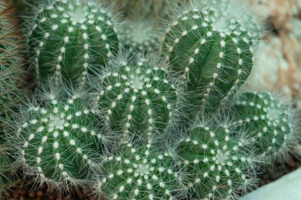 istock Cactus is a perennial shrub. 1144780932