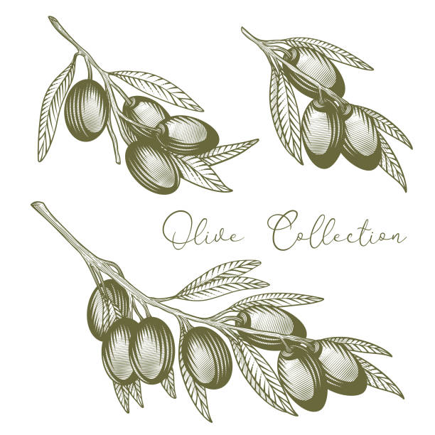 ilustrações, clipart, desenhos animados e ícones de jogo do ramo de oliveira. - olive tree oil industry cooking oil