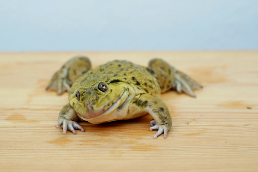 Frog on a wooden floor
