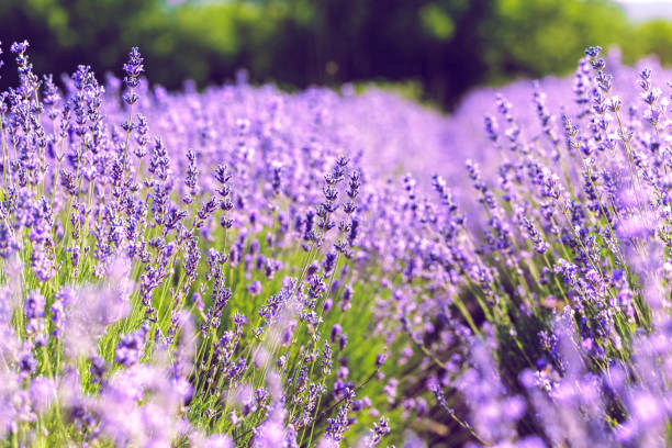istock Lavender Field in the summer 1144783023