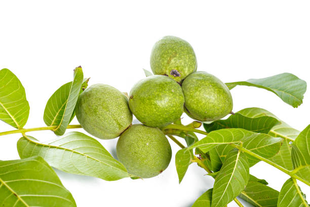 istock Walnuts fruits green tree branch isolated on a white background 1144783211