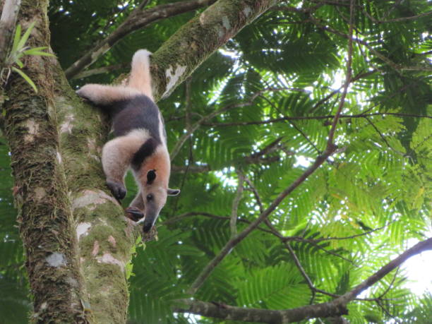 istock Tamandua, Costa Rica 1144783687