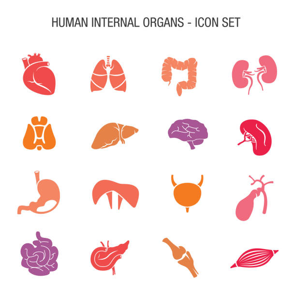 illustrations, cliparts, dessins animés et icônes de vecteur de l’ensemble d’icône d’organes internes humains - coeur organe interne