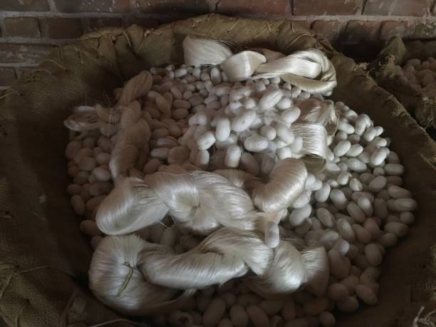 Silk cocoon and silky rope with natural