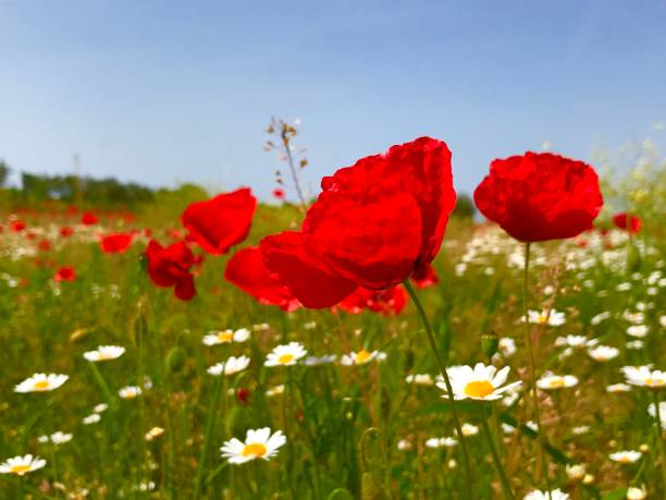 양 귀 비 꽃 - poppy field remembrance day flower 뉴스 사진 이미지