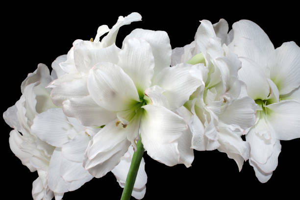 istock beautiful large white Amaryllis 1144786212