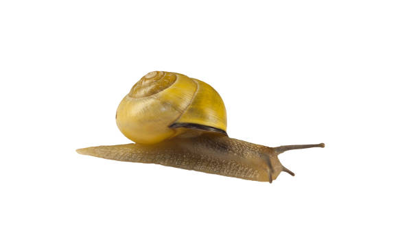 istock forest snail, Cepaea nemoralis 1144786524
