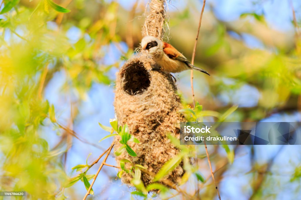bird is sitting on the nest holding in the beak the material for the nest bird is sitting on the nest holding in the beak the material for the nest, wildlife exclusive shots Animal Migration Stock Photo