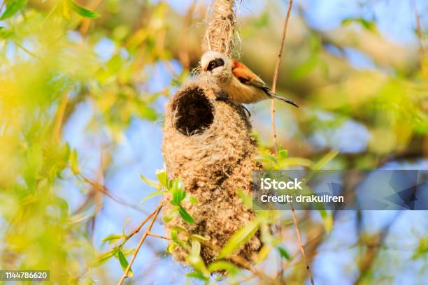 Bird Is Sitting On The Nest Holding In The Beak The Material For The Nest Stock Photo - Download Image Now