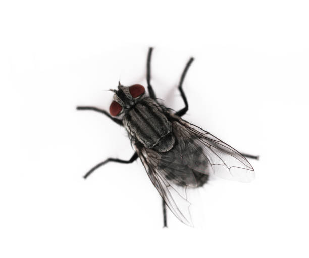 fliegen - fly housefly ugliness unhygienic stock-fotos und bilder